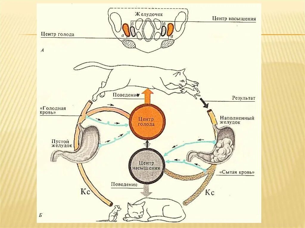 Центр голода располагается. Центр голода и насыщения. Голод и насыщение. Регуляция голода и насыщения. Схема сытости-голода.