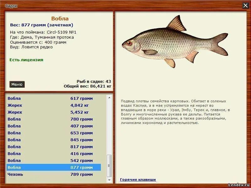 Какие рыбы можно поймать. Максимальный размер плотвы. Какую рыбу можно поймать. Какие рыбы обитают в реке Волга. Рыбы которые ловятся на Волге.