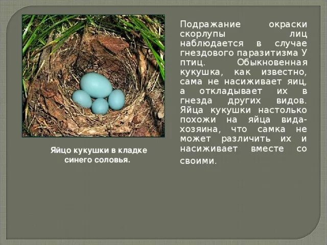 Кукушка черты приспособленности к среде. Яйцо кукушки черты приспособленности к среде обитания. Какие птицы откладывают яйца на земле. Яйца кукушки голубые.