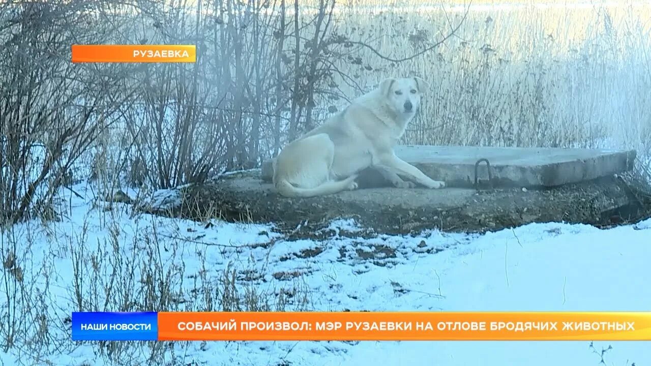 Собаки рузаевка