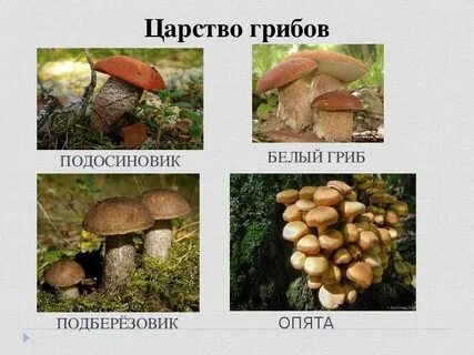 Чем отличается подберезовик