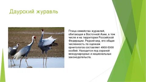 Животные красной книги забайкальского края