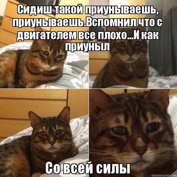 И как приуныл со всей силы. Кот приуныл мем. Кот приуныл мем. Котик приуныл. Видео работаешь работаешь и приуныл.