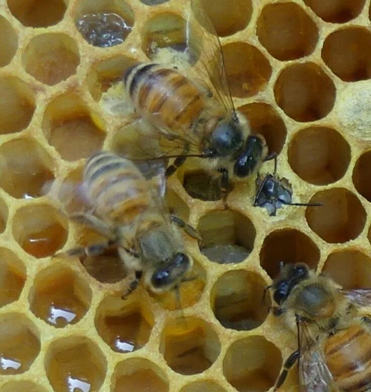 Маточное молочко пчела Белогорья. Маточное молочко в сотах. Куколка пчеломатки по дням. Куколка пчелы