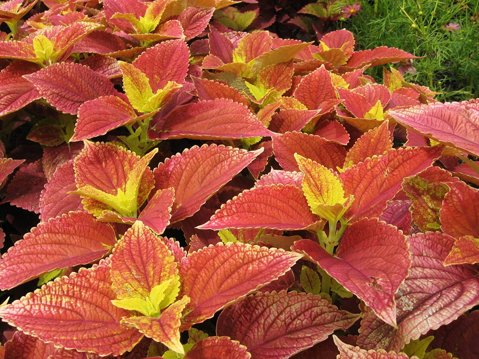 колеус цветок комнатный приметы и суеверия. колеус spicy. можно ли дома колеус. колеус coleus juliet quartermain. колеус серенада.