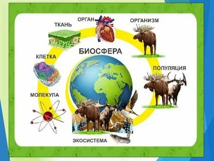 Уровни организации животных начиная с наименьшего