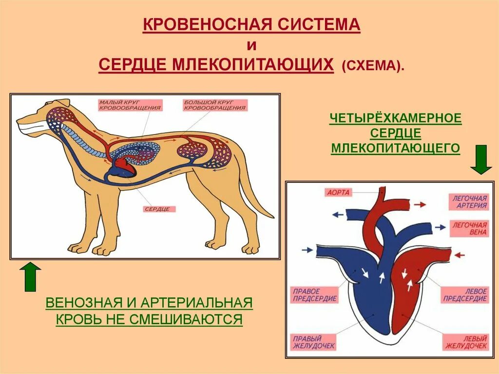 Какое кровообращение у млекопитающих