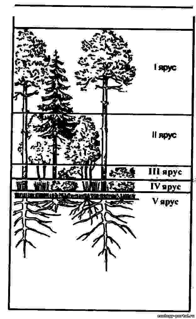 Ярусы растительного сообщества лес. Ярусная структура фитоценоза. Ярусность растительного сообщества схема. Ярусная структура лиственного леса.