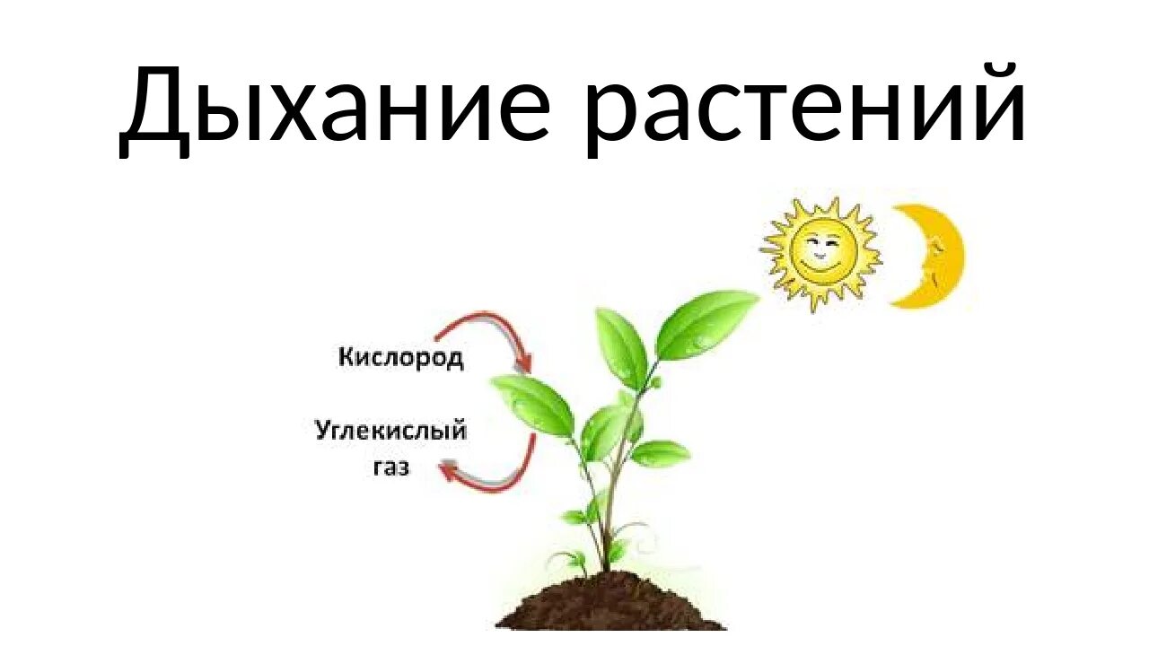 Схема как происходит дыхание растений. Дыхание растений. Дыхание растений растений. Питание растений и дыхание растений. Процесс дыхания растений.