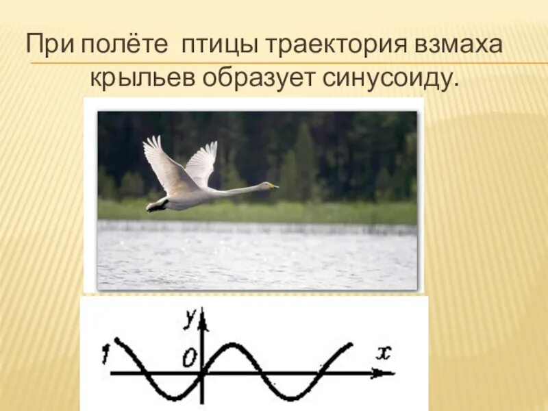 Траектория полета птиц. При полете птицы Траектория взмаха крыльев образует синусоиду. Траектория взмаха крыльев. Тригонометрические функция полет птиц. Сколько взмахов в секунду делает