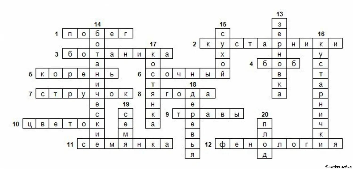 Кроссворд по биологии цветок