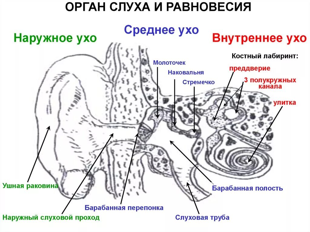 Внутреннее ухо орган слуха схема. Строение внутреннего уха орган слуха. Ухо строение анализатор равновесия. Схема строения внутреннего уха гистология. Орган слуха и равновесия презентация