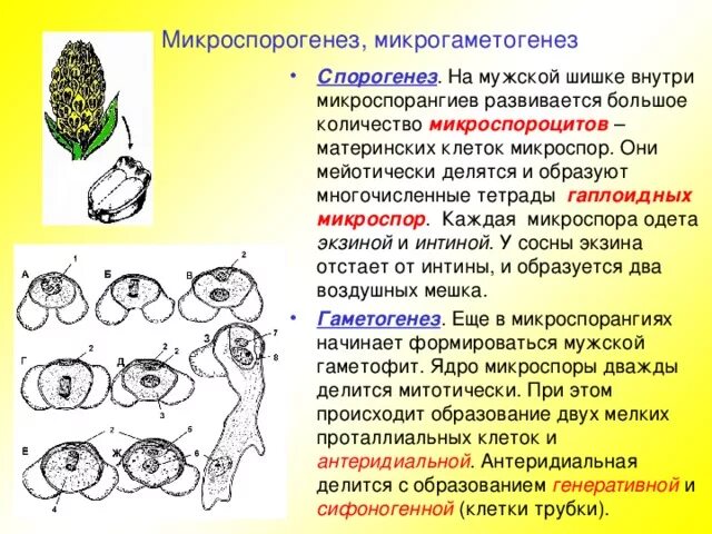 Процесс образования гаплоидных клеток