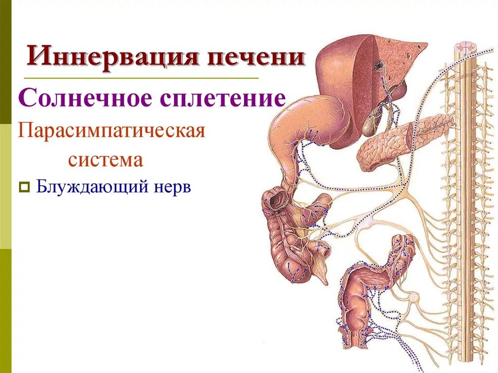 Блуждающий нерв парасимпатическая нервная. Анатомия печени кровоснабжение иннервация. Блуждающий нерв солнечное сплетение. Солнечное сплетение парасимпатическая нервная система. Иннервация желчного пузыря.