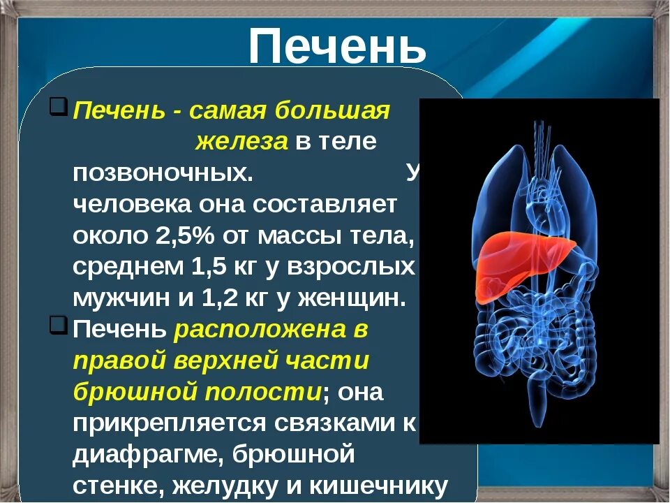 Печень 3 класс. Информация о органах человека.