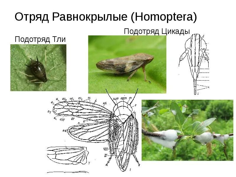 Какой тип развития характерен для цикады. Отряд Равнокрылые представители. Равнокрылые подотряды. Равнокрылые насекомые представители. Отряд Равнокрылые подотряды.