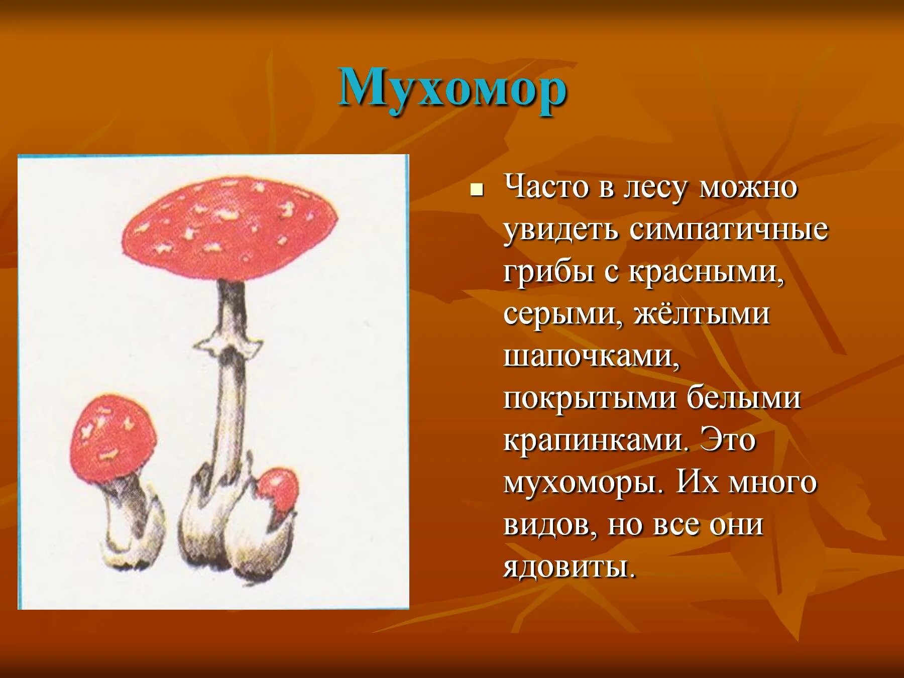 Лесные опасности 2 класс ядовитые грибы. Проект ядовитые грибы мухомор. Проект по окружающему 3 кл ядовитые грибы мухомор. Информация о мухоморе. Тема опасные грибы