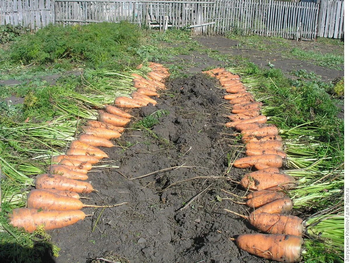 Как вырастить хорошую морковь в открытом грунте. Морковь на грядке. Морковь в огороде. Морковь и лук на грядке. Прореживание моркови.