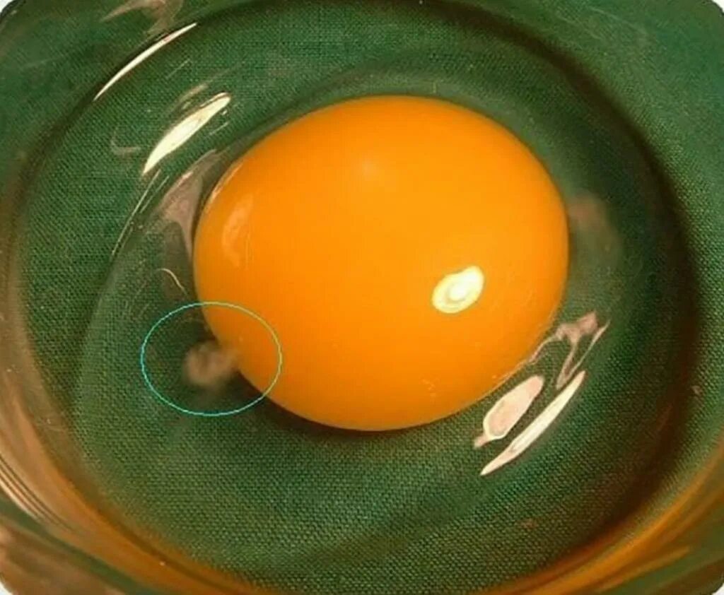 Почему белок мутный. Халаза в яйце.