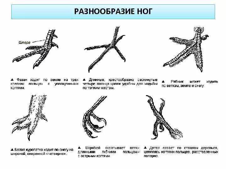 Конечности птиц таблица. Разнообразие конечностей птиц. Ноги птиц. Задние конечности птиц. Строение конечностей птиц.