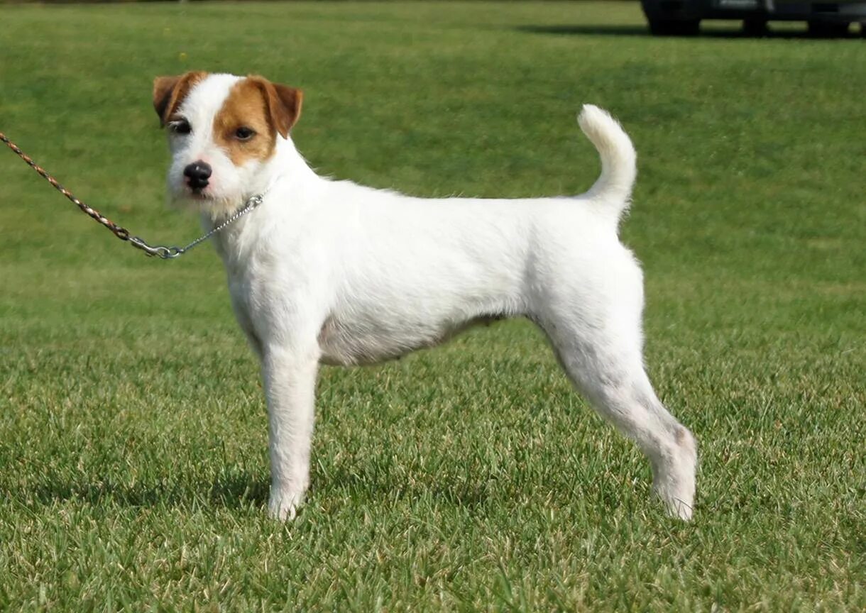 Джек рассел парсон гладкошерстный. Парсон. Парсон-рассел-терьер. Патерсон терьер джек рассел. Парсон рассел терьер жесткошерстный.