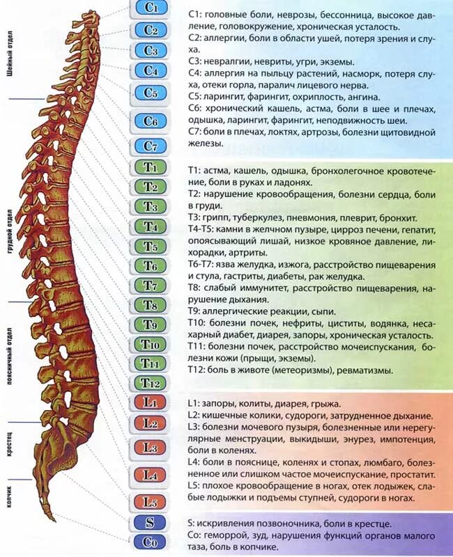 Позвонки с7 th1. Что находится в грудном отделе. Нумерация позвонков человека. L3 l4 позвонки поясничного отдела позвоночника. Строение позвоночника вид сзади.