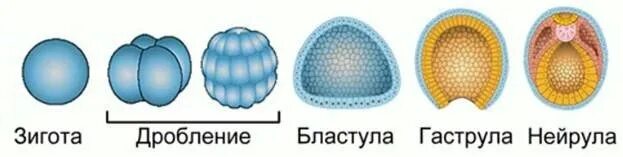Генотип зиготы