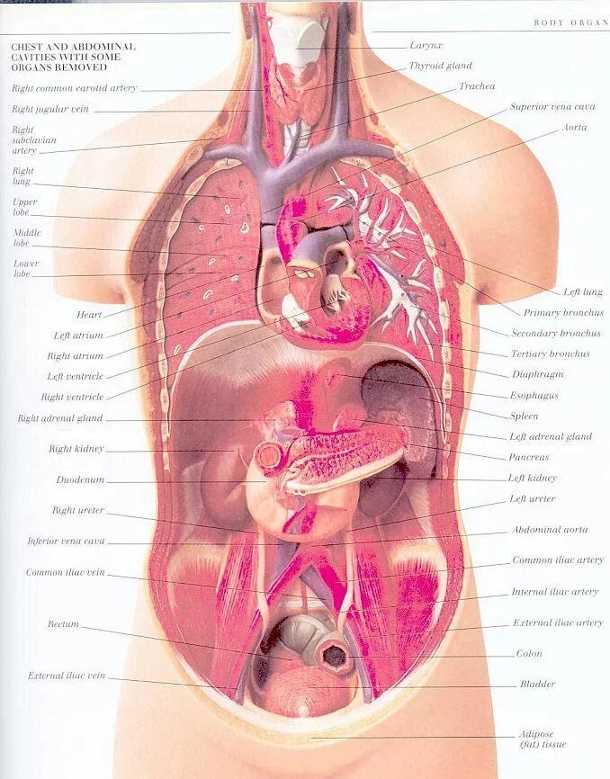 Internal organs. Анатомия органов. Расположение органов. Строение внутренних органов. Расположение органов человека женский.