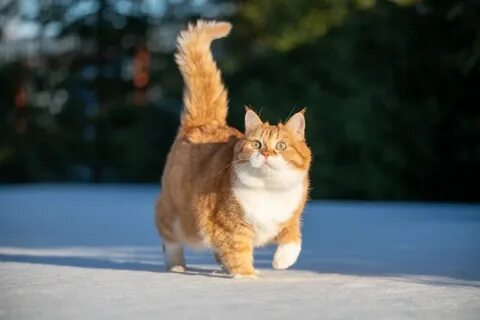 Кот котэ