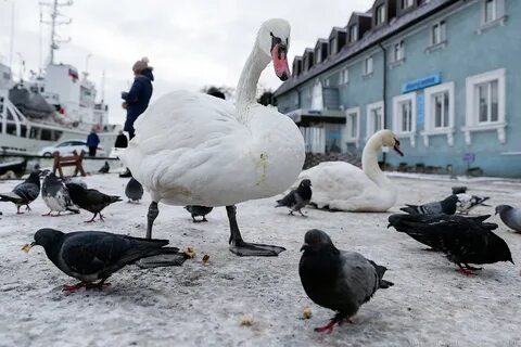 Содержание в лебеде