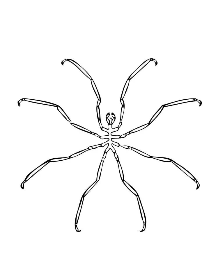 Разукрашивать пауки. Паук раскраска. Паук раскраска для детей. Морской паук раскраска. Раскраска гигантский паук.