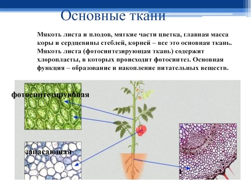 Выполняемая функция основной ткани. Функции мякоти листа. фотосинтезирующая и запасающая ткань. фотосинтезирующая ткань стебля. основные ткани.