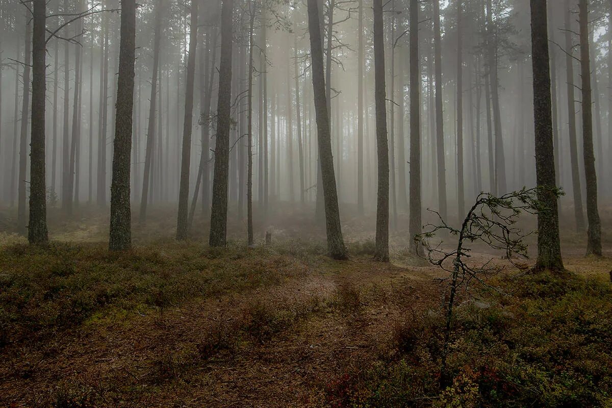 Туман Седая пелена. Седой туман в лесу. Седая пелена.