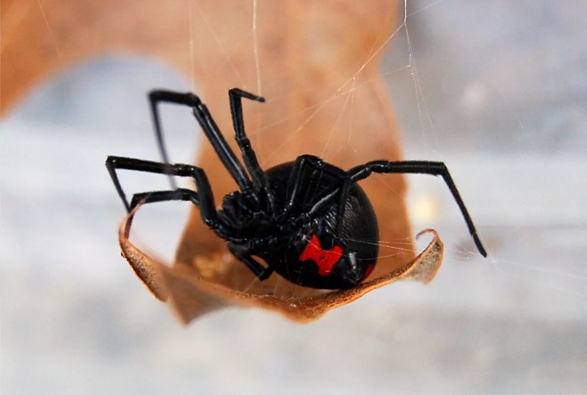 Как выглядит вдова. Черная вдова паук. Черновая вдова паук. Черная вдова Арахнид. Чёрная вдова паук паутина.