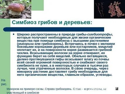 Является симбиозом гриба