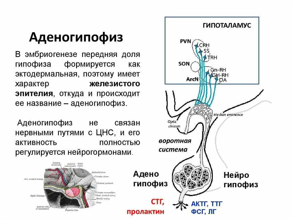 Гипофиз доли функции. Доли гипофиза гистология. Функции задней доли гипофиза.