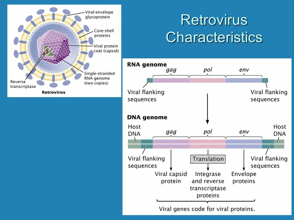 Lentivirus семейства Retroviridae. Ретровирус геном строение. Retroviridae вирус.