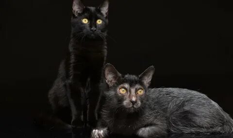 Трансельванские кошки