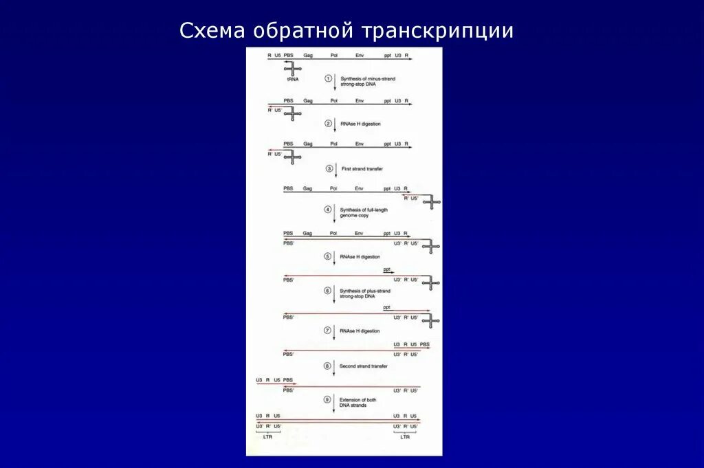 Процесс обратной транскрипции. Механизм обратной транскрипции. этапы обратной транскрипции. обратная транскрипция у вирусов. пцр с обратной транскрипцией схема.