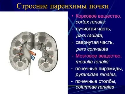 Почка 16