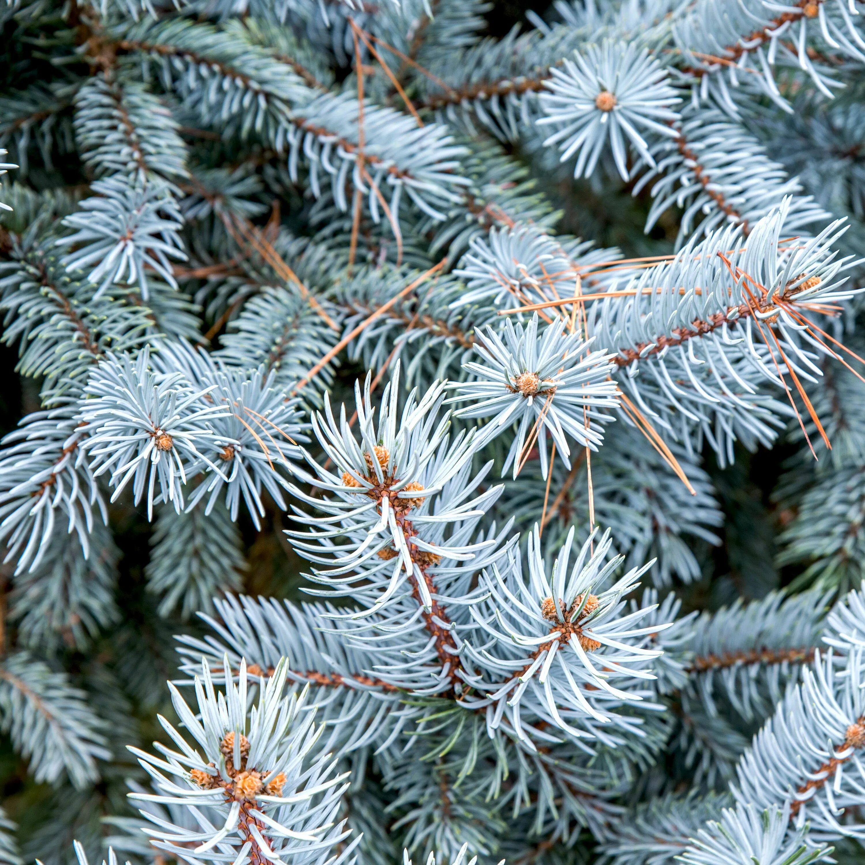 супер блю ель голубая. голубая ель хвоя. ель мисти блю. голубая ель беатрис оливия. ель аянская голубая.