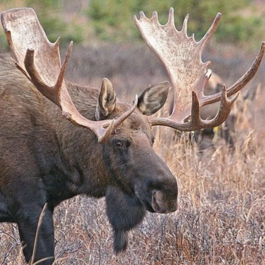 Свет лося. Европейский Лось alces alces. Сохатый Дальневосточный. Лось Дальневосточный.