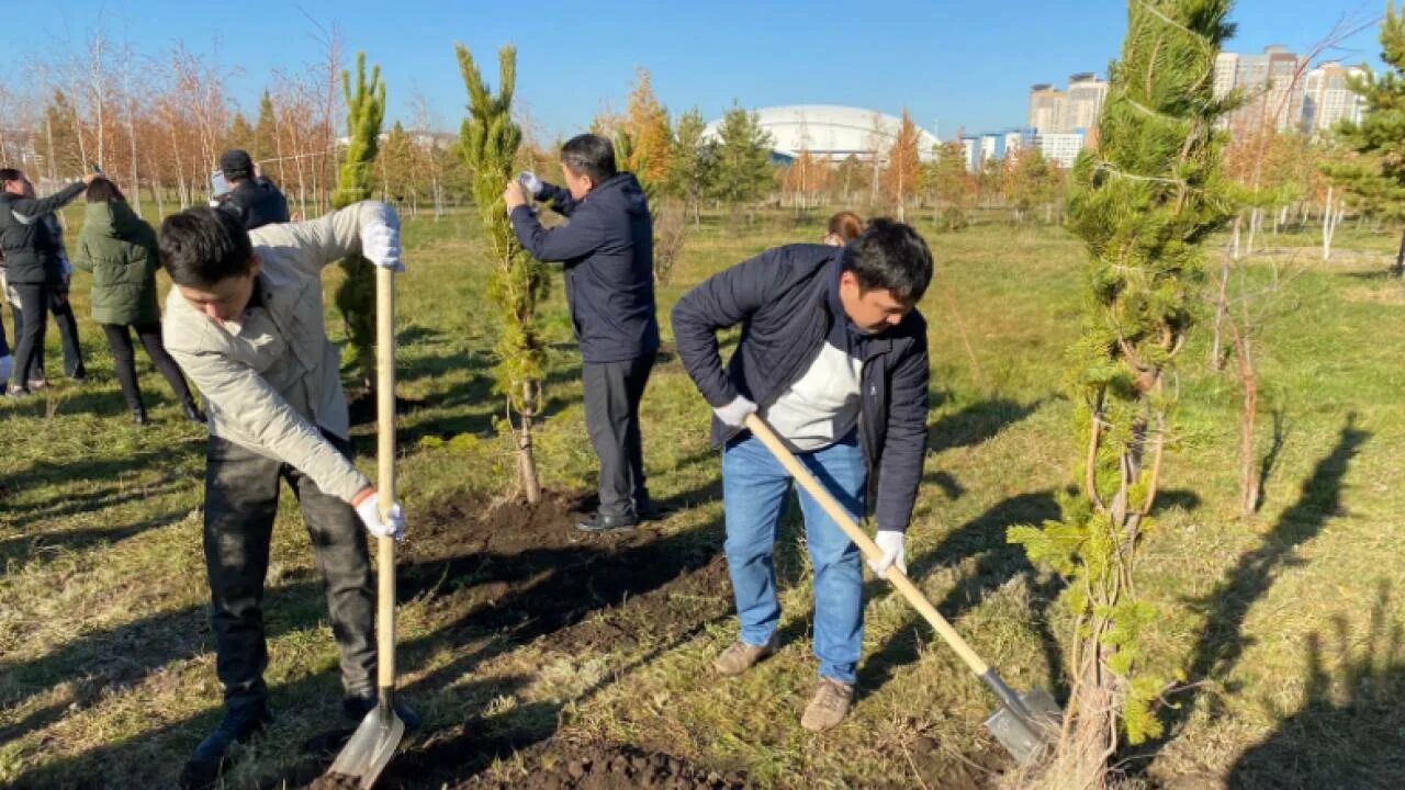 Посадили 150 деревьев