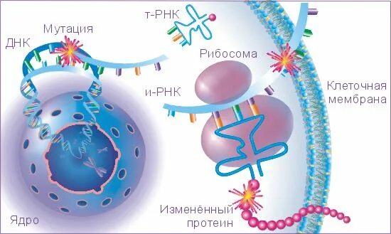 Инфекционная рнк. Онкорнавирусы. Иммунитет ключ замок.