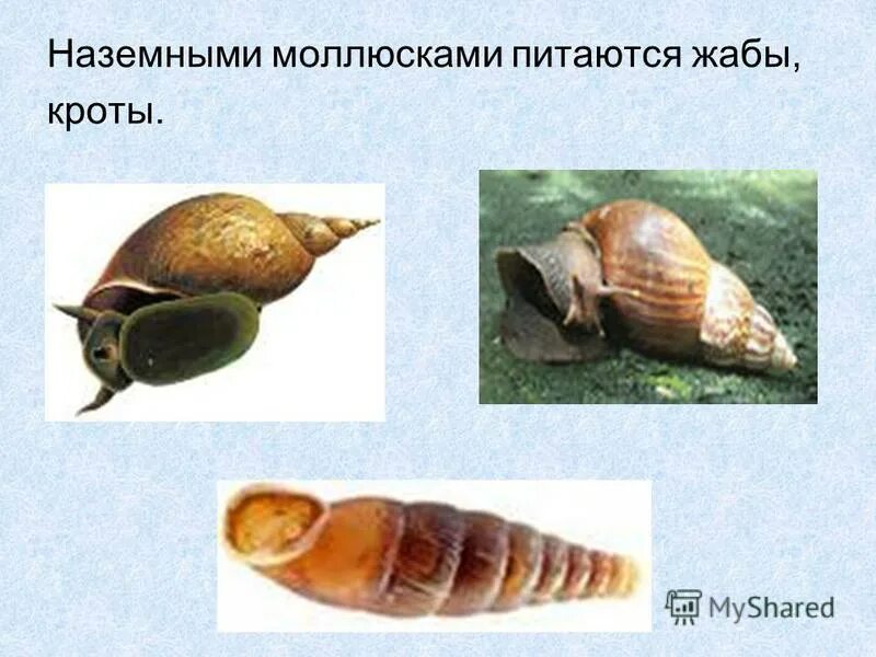 двустворчатые моллюски местообитание. брюхоногие моллюски сухопутные определитель. беспозвоночные улитки. моллюски представители. улитка ахатина.