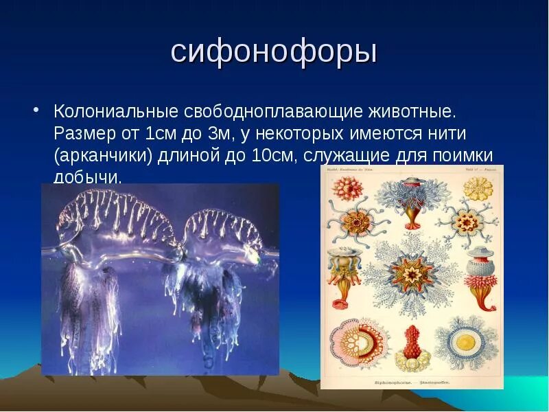 Сифонофоры это 3 класс литературное чтение. Колониальные сифонофоры. сифонофор. колониальные животные. сифонофоры картинки с описанием.
