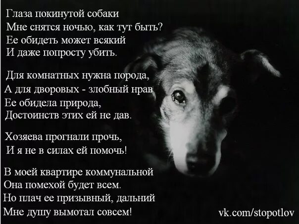 Приснился умерший питомец