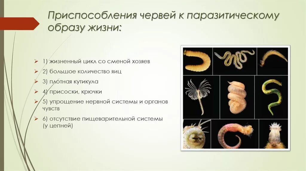 Органах чувств паразитических червей. Приспособления червей к паразитическому образу жизни. Приспособление паразитических червей к паразитическому образу жизни. Приспособления плоских червей к паразитическому образу. Приспособление плоских червей к паразитическому образу жизни.