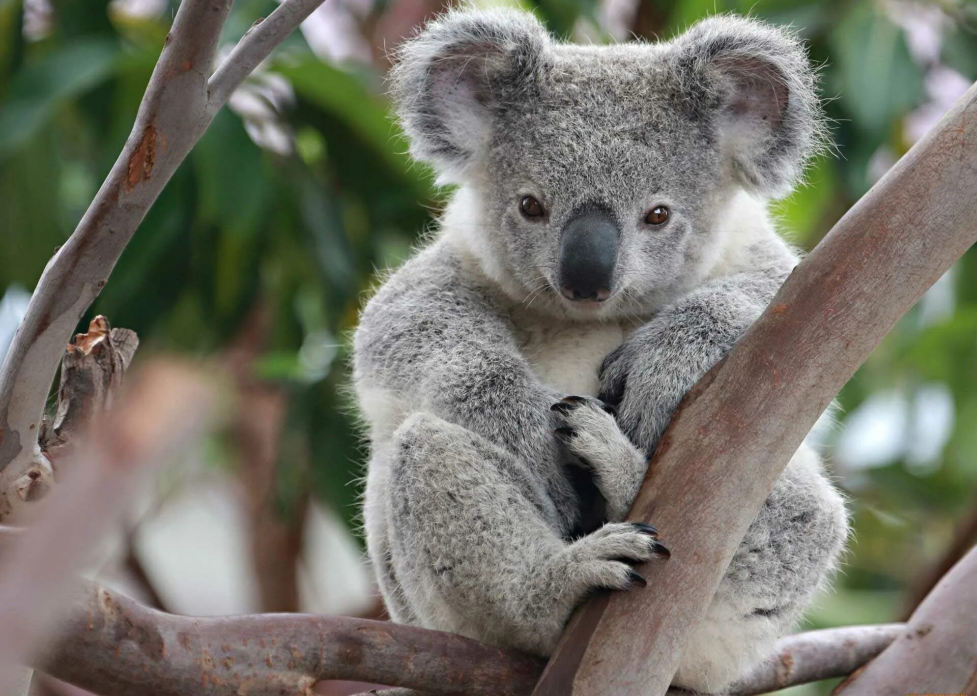 Животные. Животные фото. Коала фото. Ленивая коала.