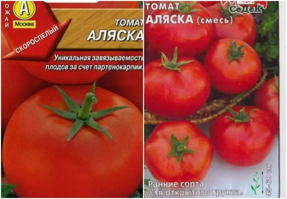 Томат аляска описание